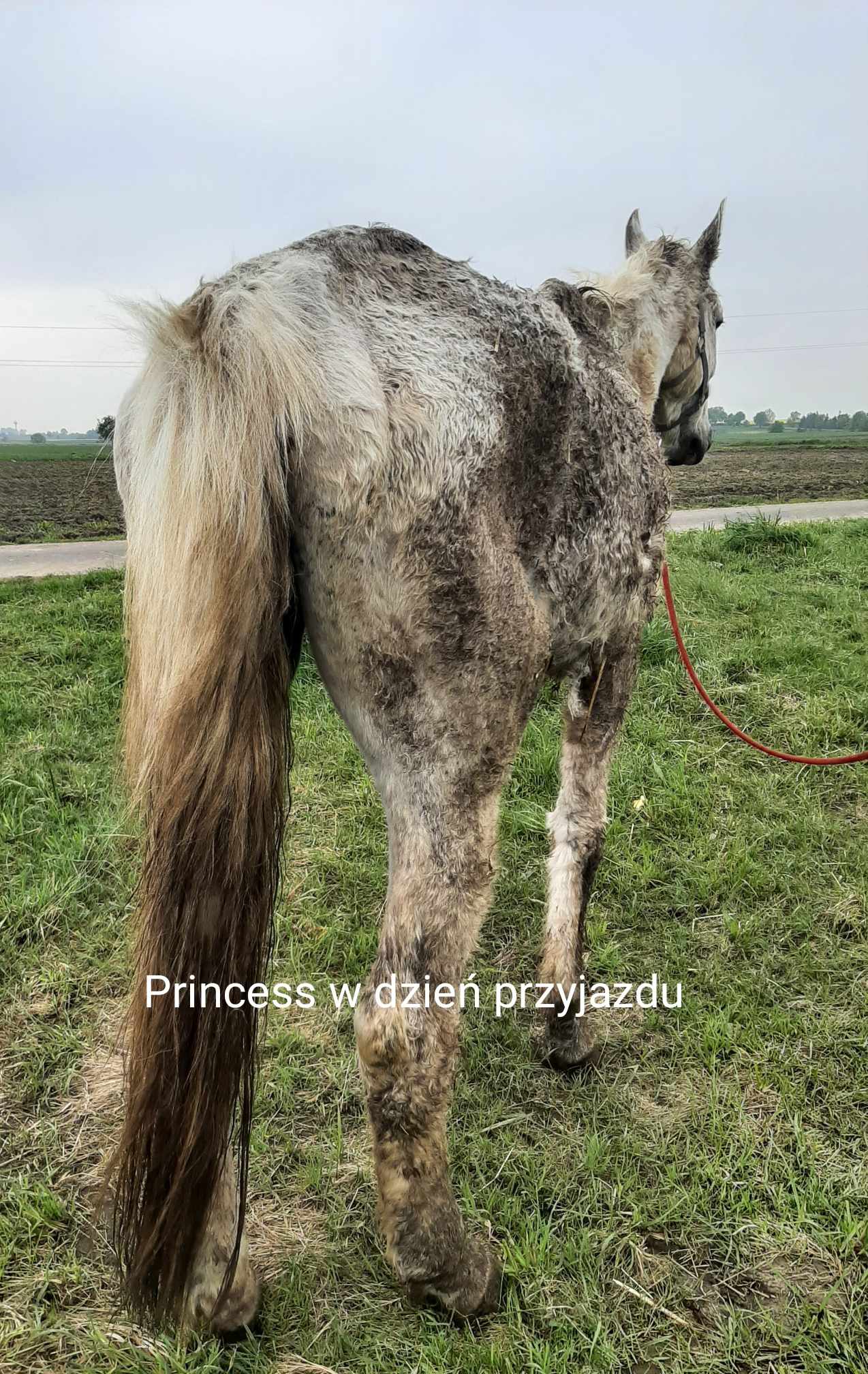 PrincessPrzed